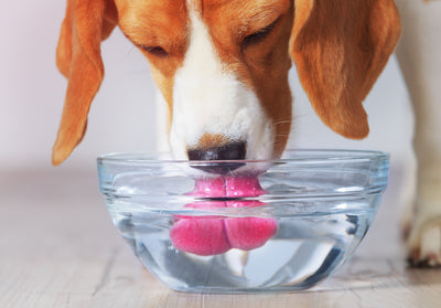 Dog drinking water from a glass bowl checked for lead, arsenic, and heavy metals with a house water test kit.